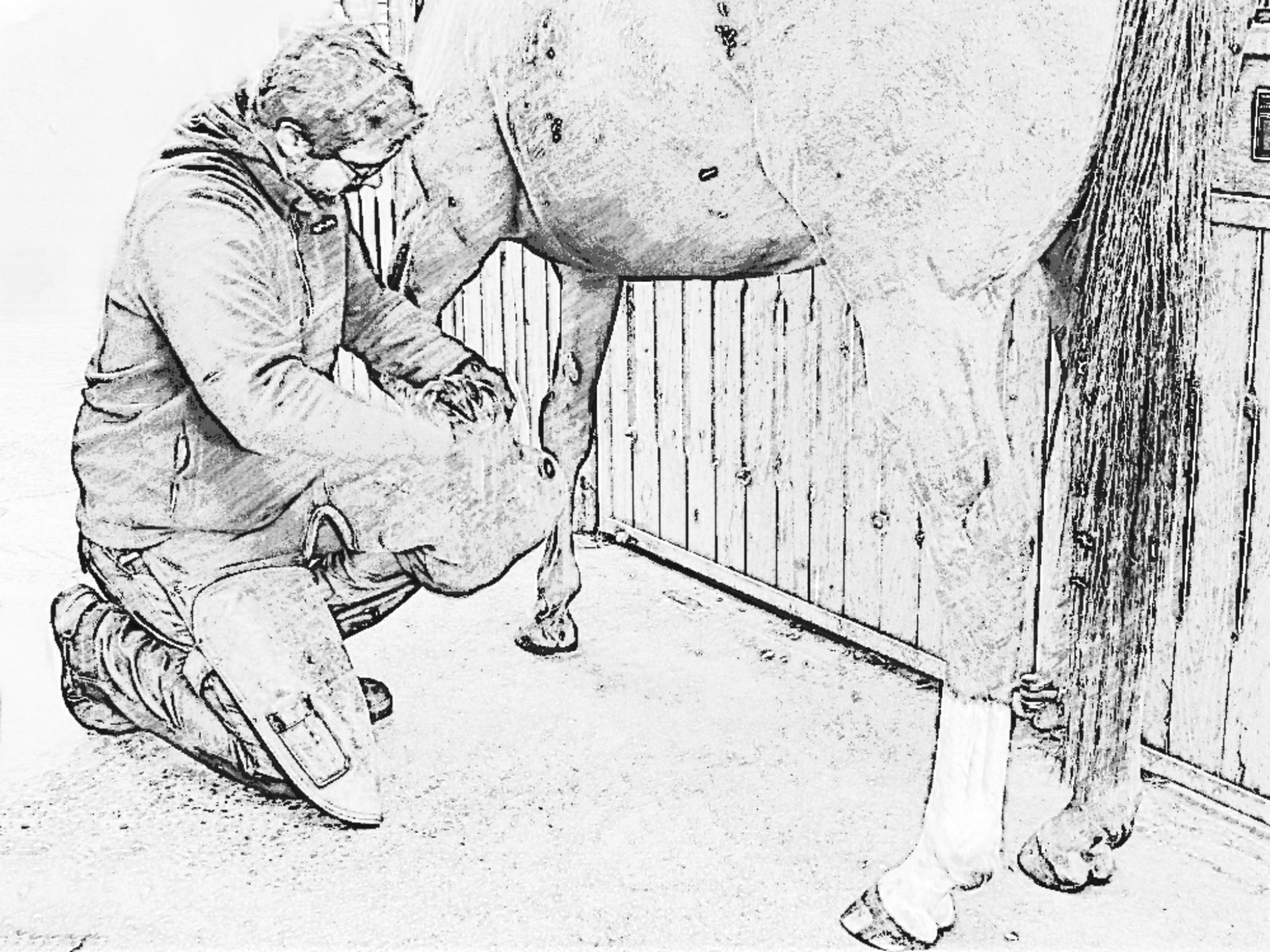 Podologie équine adaptative