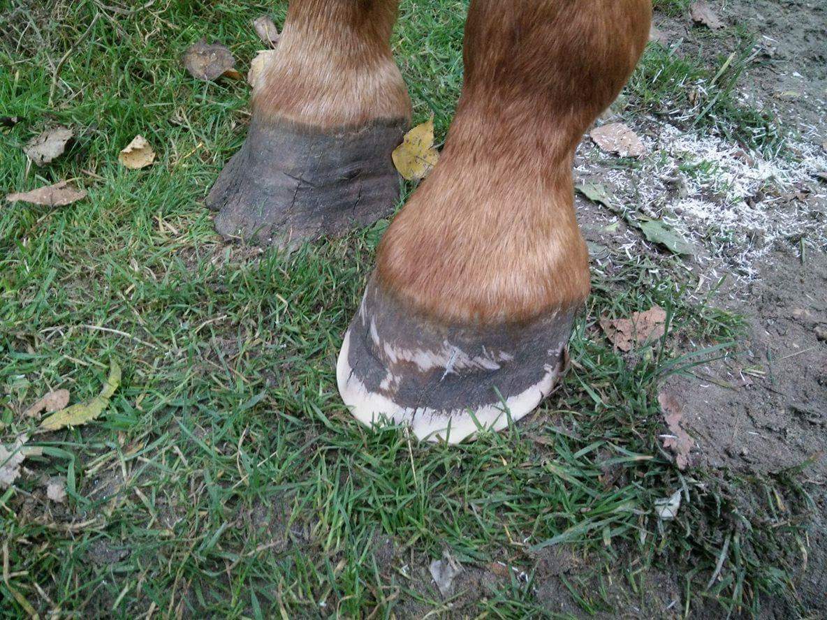 Parage - pieds parés